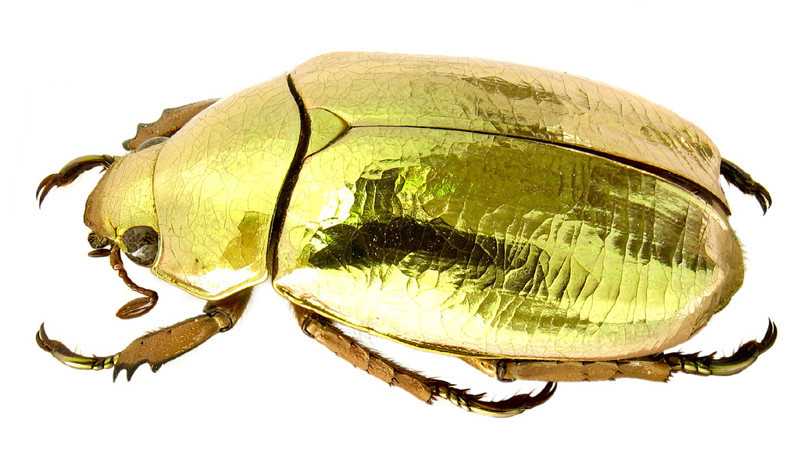 1. Золотой жук (Chrysina Resplendens).