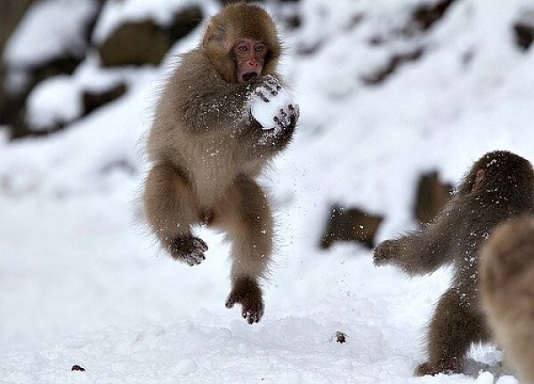 2. Японские макаки играют в снежки.
