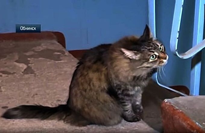 Трогательная история кошки Маши, спасшей брошенного на морозе младенца