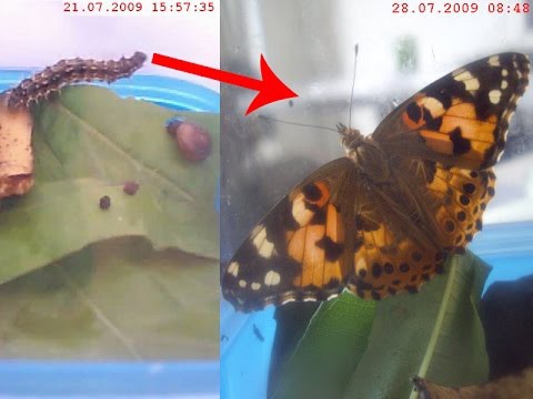 Как обычная гусеница превращается в бабочку или метаморфоз насекомых 