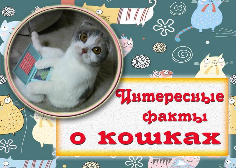 Интересные факты о кошках в открытках