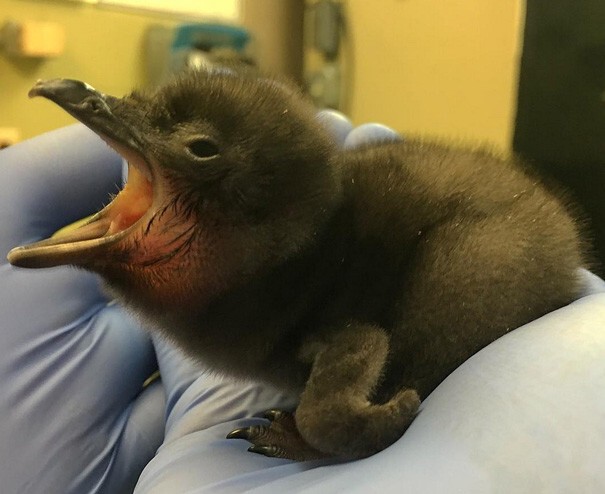 В американском зоопарке новорожденного пингвина назвали "Боуи"