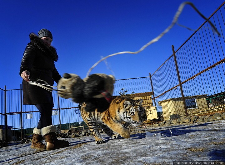 Хозяйка семейного зоопарка "Чудесный" Екатерина Зотова играет с семимесячной амурской тигрицей по кличке Кристал. 