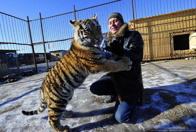 Хозяин семейного зоопарка "Чудесный" Юрий Зотов играет с семимесячной амурской тигрицей Кристал. 