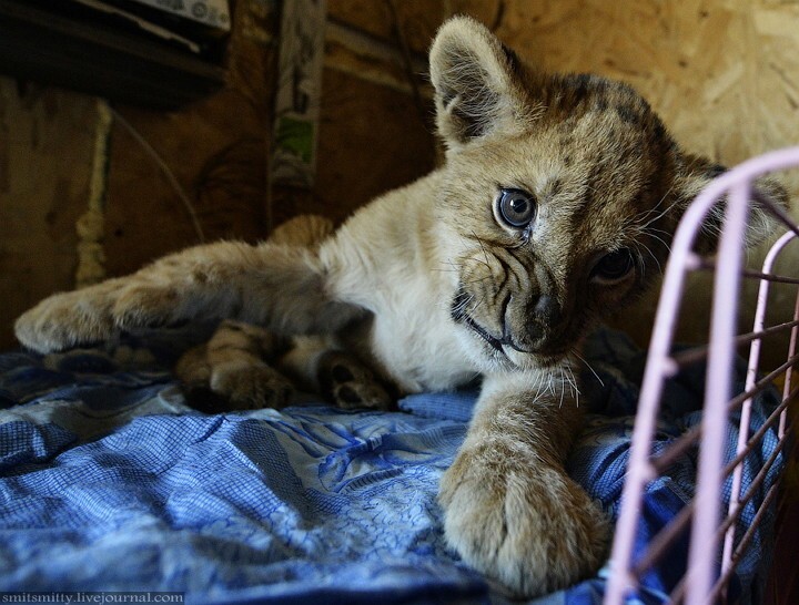 Самый молодой житель зоопарка - львенок Аристо. 