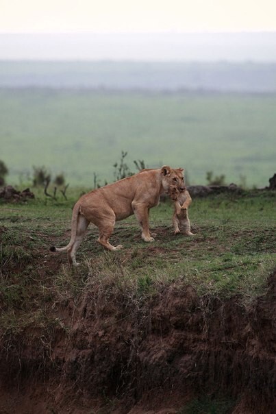 Львица спасает детёныша