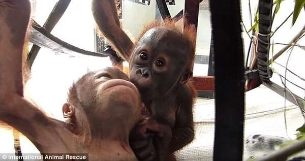 Чудом выживший малыш орангутан впервые встретил себе подобного и… зацеловал его!