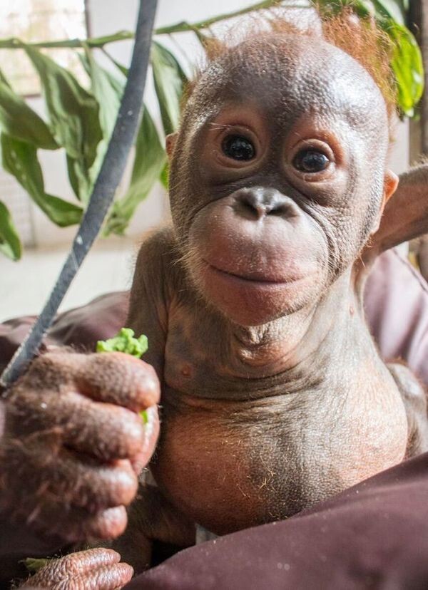 Чудом выживший малыш орангутан впервые встретил себе подобного и… зацеловал его!
