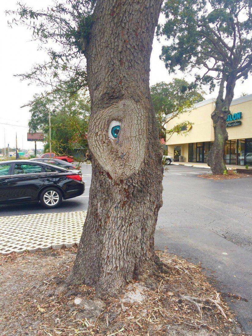 Глаз в дереве