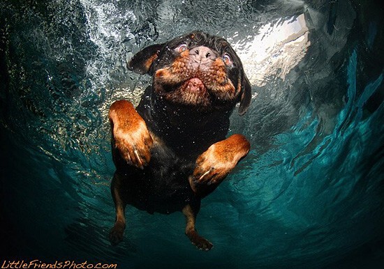 Фотографии ныряющих собак