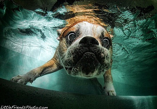 Фотографии ныряющих собак