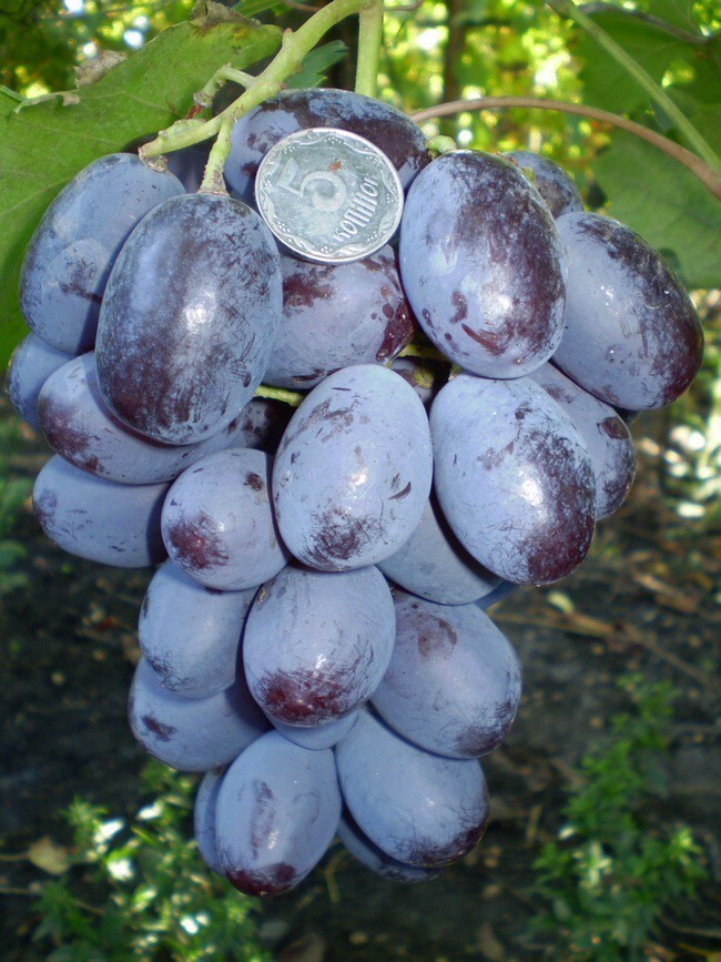 Виноград, по размерам больше похожий на сливы.