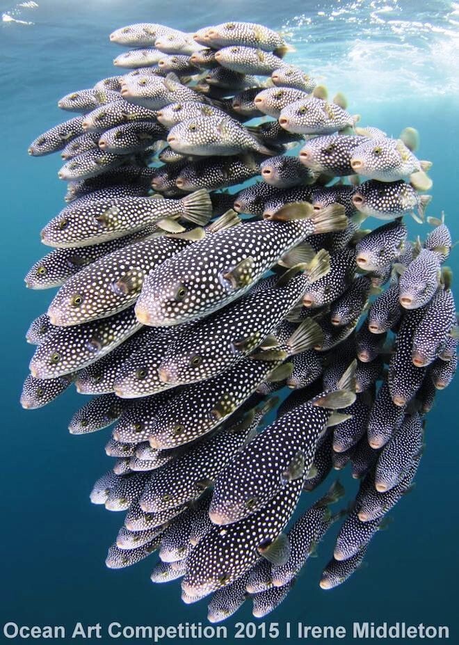 Косяк рыб-шаров, залив Мароро, Нортленд, Новая Зеландия