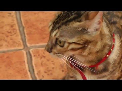 Доброе и пятничное видео) Всем котиком и собакенов) Хаски знакомится с кошкой 