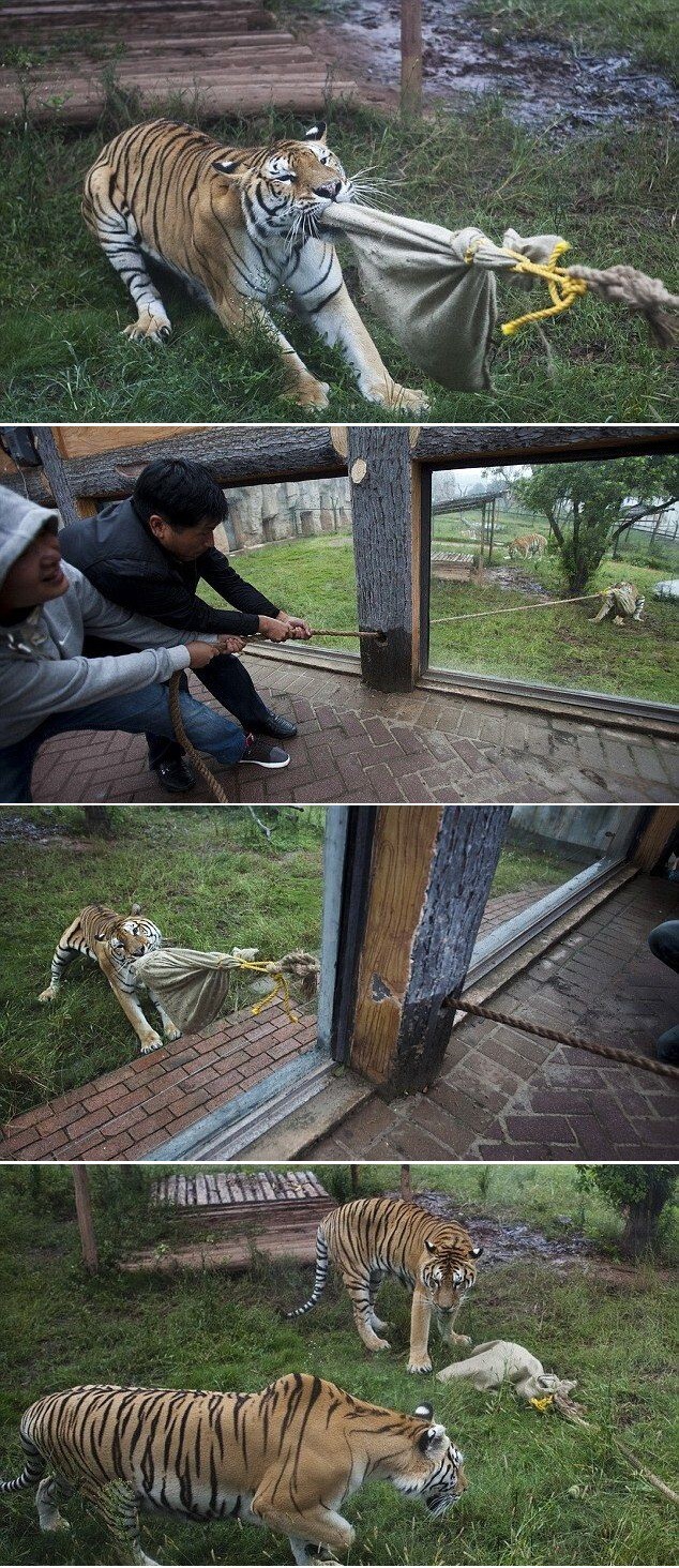 А это аттракцион в китайском зоопарке. Победить тигра не удалось даже команде из 8 человек 