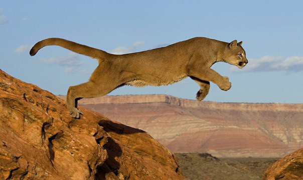 Флоридская пума (Puma concolor coryi) — самый редкий подвид пумы