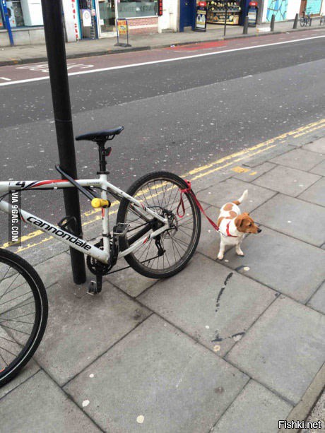 "Пока я был в магазине, кто-то пристегнул свою собаку к моему велосипеду...