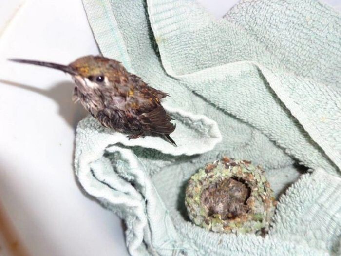 Спасенные птенцы колибри – самое симпатичное из всего, что вы когда-либо видели