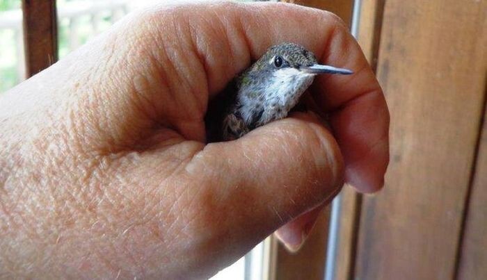 Спасенные птенцы колибри – самое симпатичное из всего, что вы когда-либо видели