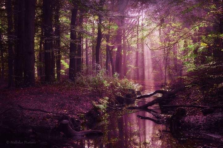 Восхитительная красота нидерландских лесов