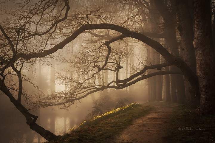 Восхитительная красота нидерландских лесов