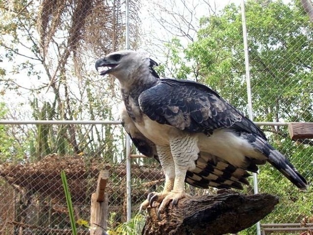 Это - орел Гарпии. Самый большой орел в мире