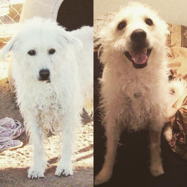 До и после. Фото животных, которые обрели "свой" дом