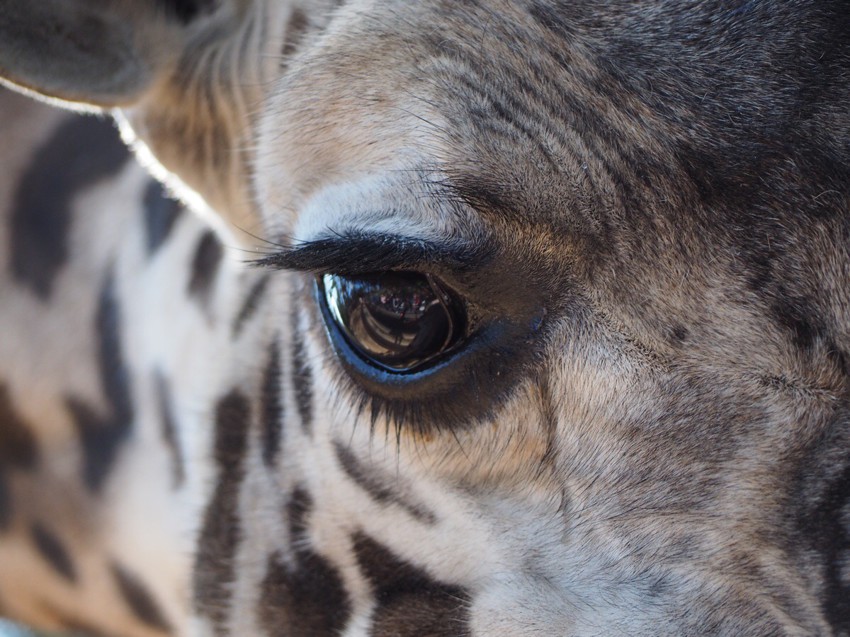 Глаз жирафа