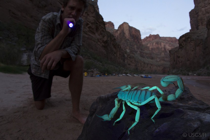 Скорпион под ультрафиолетом 