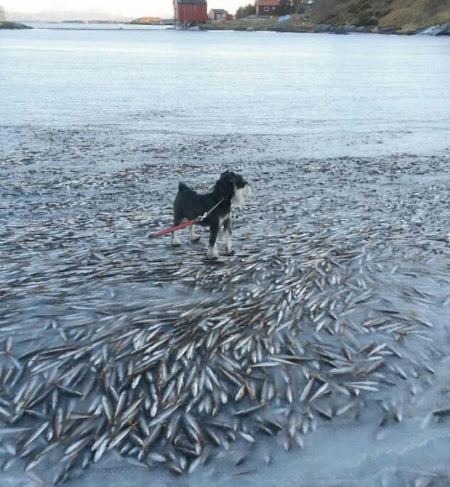 Замерзшая рыба в Норвегии 