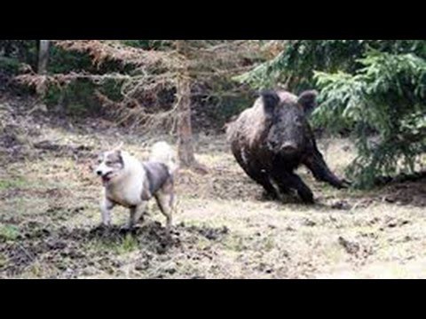 Кабан нападает на собаку, камера на собаке 