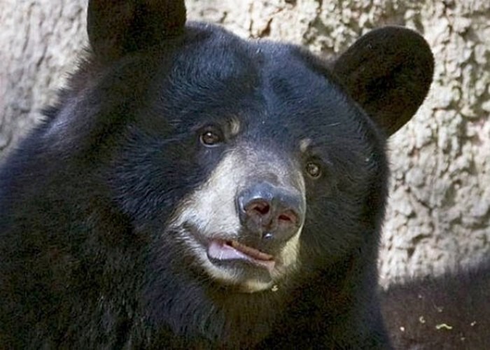 3. Виннипег — канадская черная медведица из Лондонского зоопарка