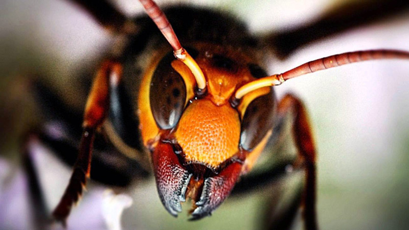 10 самых опасных насекомых планеты