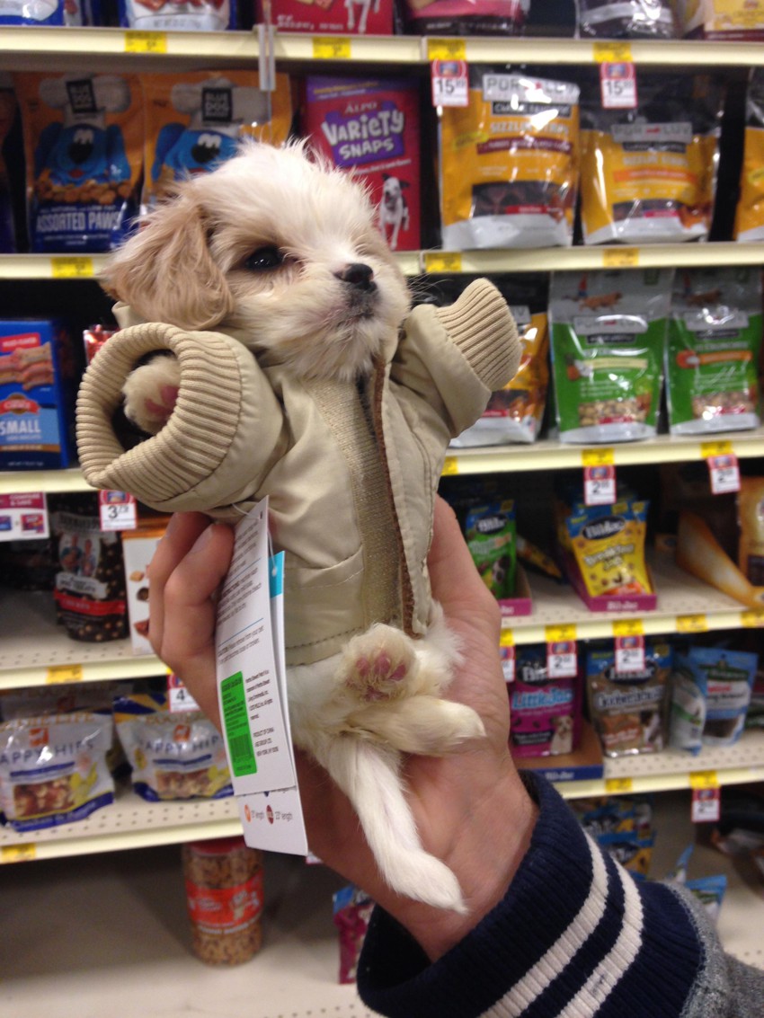 Крошечный щенок в куртке