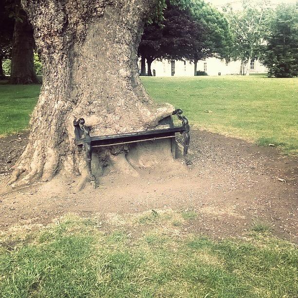 Дерево проглотило скамейку
