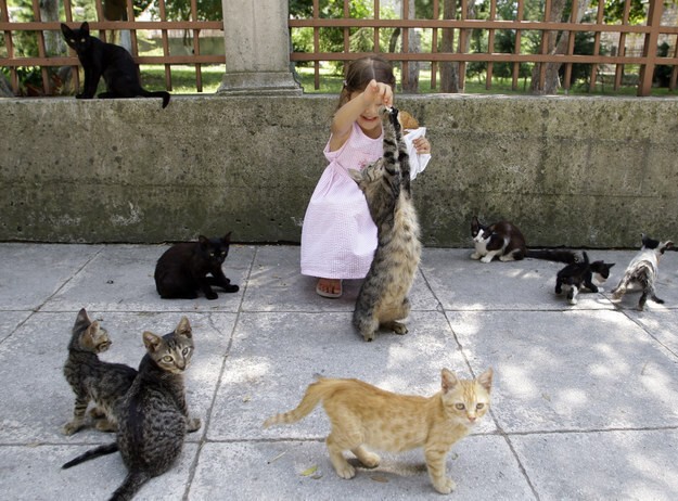 Крупнейший город Турции давно прославился невероятным обилием бродячих кошек.