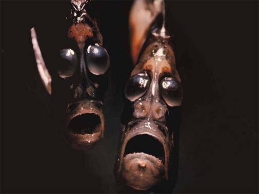 5.       Глубоководная рыба-топор