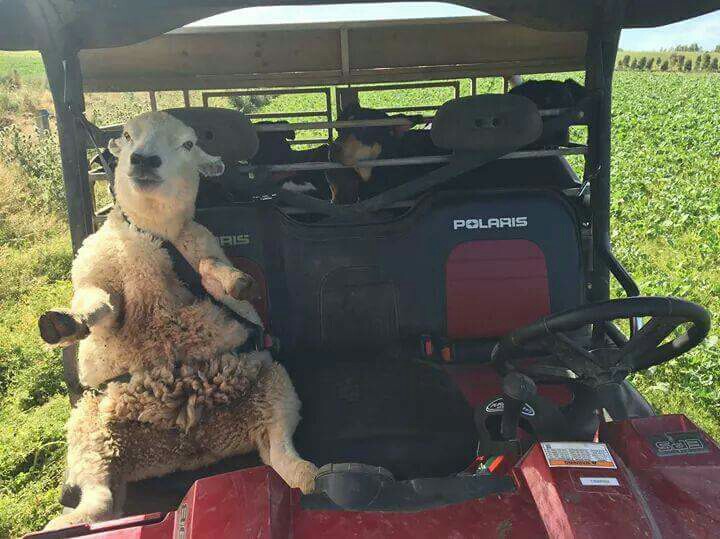 А овце точно удобно?