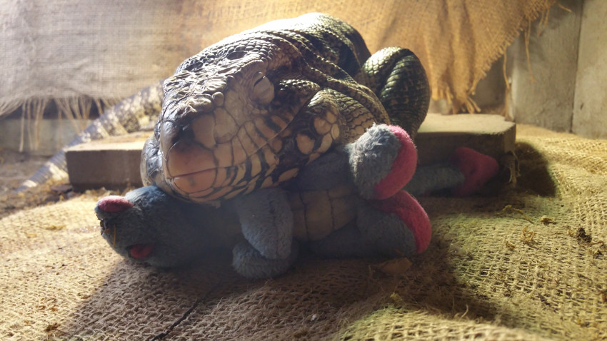 Даже рептилии любят игрушки