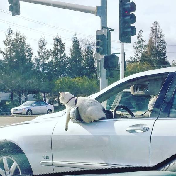 Поездка кошки в машине 
