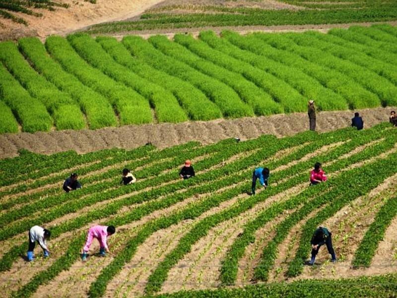 Хотя в Северной Корее образование гипотетически является всеобщим и обязательным, большинство ферм зависят от детского труда. 