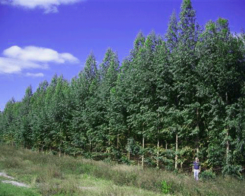 10.   Генетически модифицированные деревья