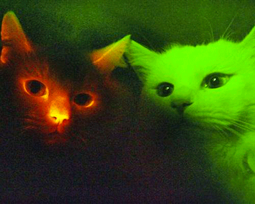 1.       Кошки, которые светятся в темноте