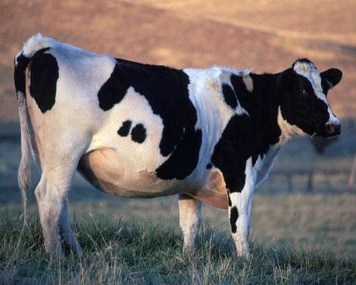 9.       Коровы, которые испускают меньше газов
