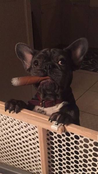 Собака с сигарой 