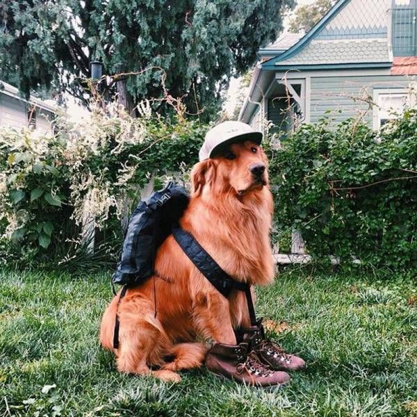 Пес-путешественник