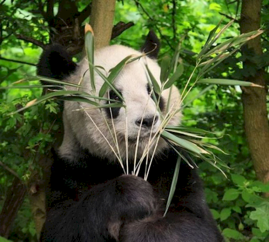 И почему панды такие пугливые?..