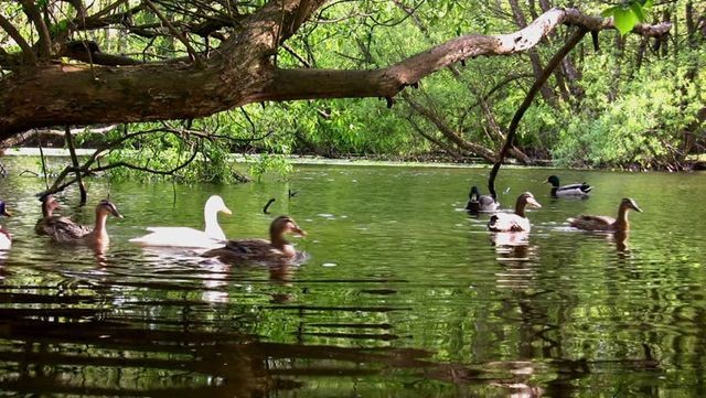 В озере плескались утки, маленькие дети пускали в воду кораблики.