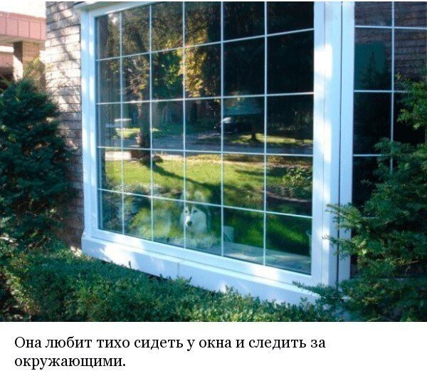 Хаски, выращенный среди котов
