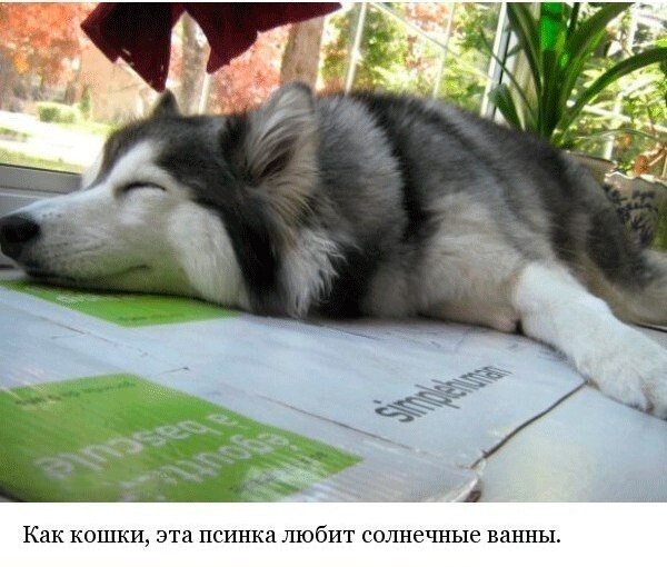 Хаски, выращенный среди котов